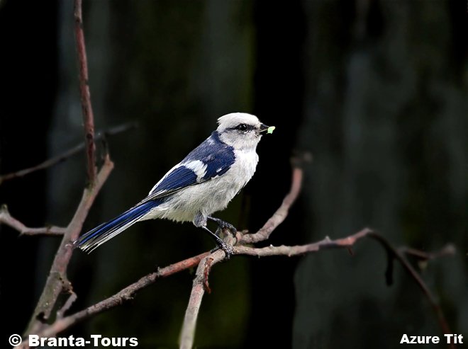 Azure Tit