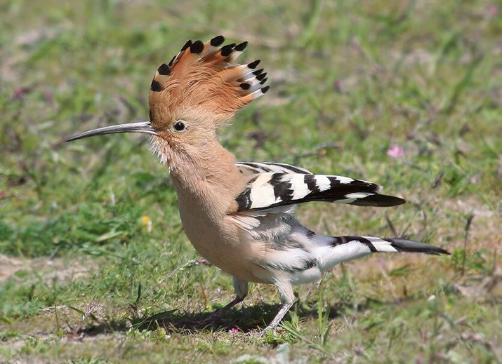 Hoopoe in Bulgaria