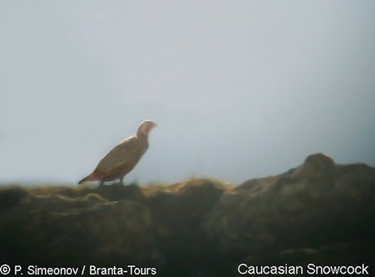 Caucasian Snowcock Short Break