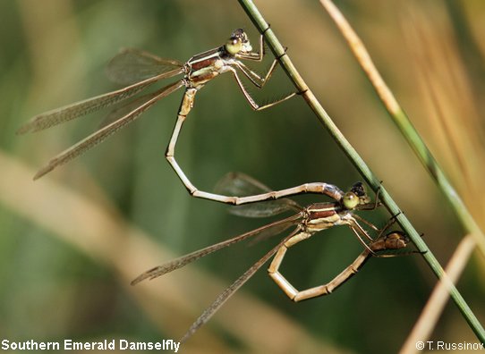 Dragonflies in Summer