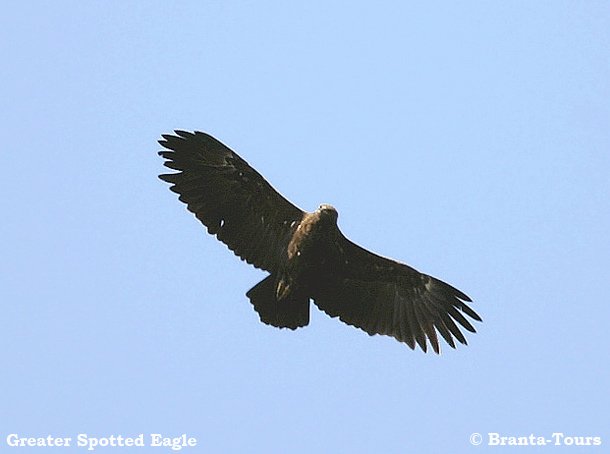 Bulgarian raptor
