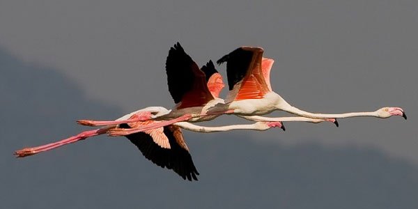 Romania wetland birding destination
