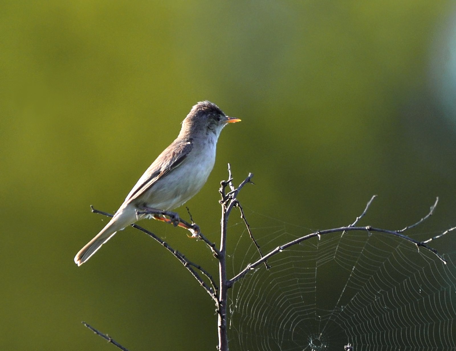 Olive-tree Warbler by Pavel Simeonov