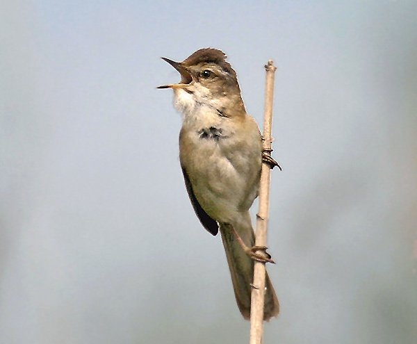 Paddyfield Warbler