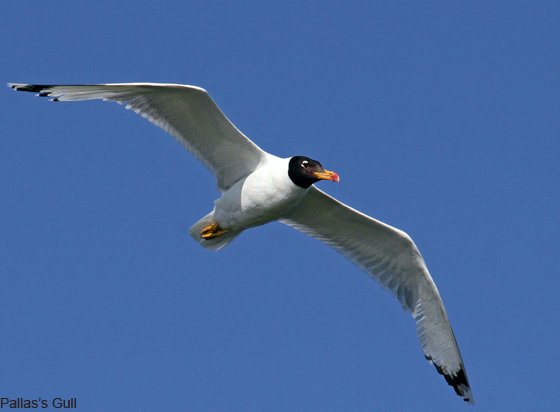 Pallas's Gull