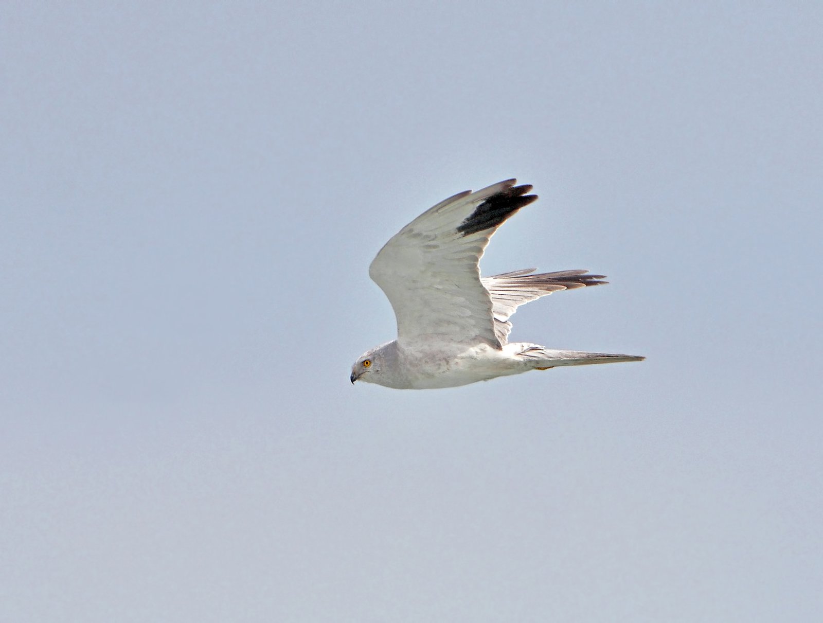 Pallid Harrier by Pavel Simeonov