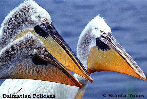 Dalmatian Pelicans