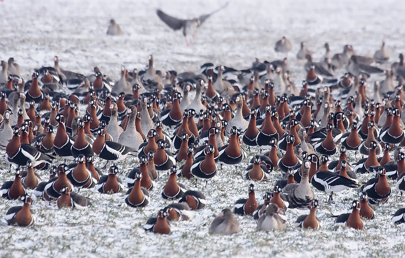 Overwintering Red-breasted Geese by Pavel Simeonov