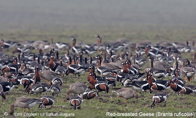 Red-breasted Goose, Branta ruficollis