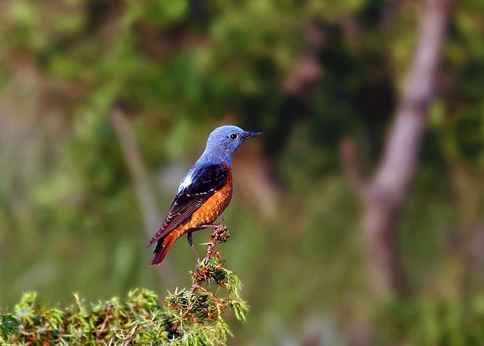 Twelve Days Intensive Birding