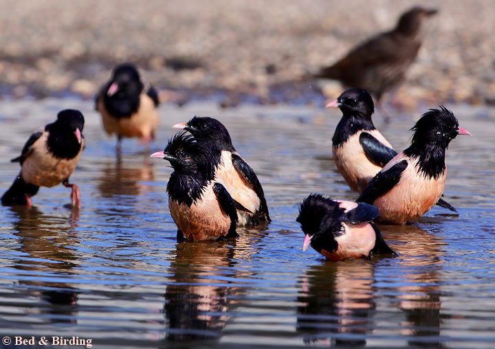 Rosy Starlings Short Break
