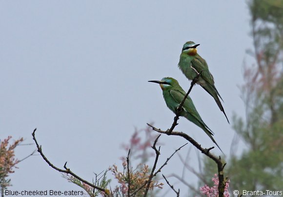 Fortnight Spring Birdwatching