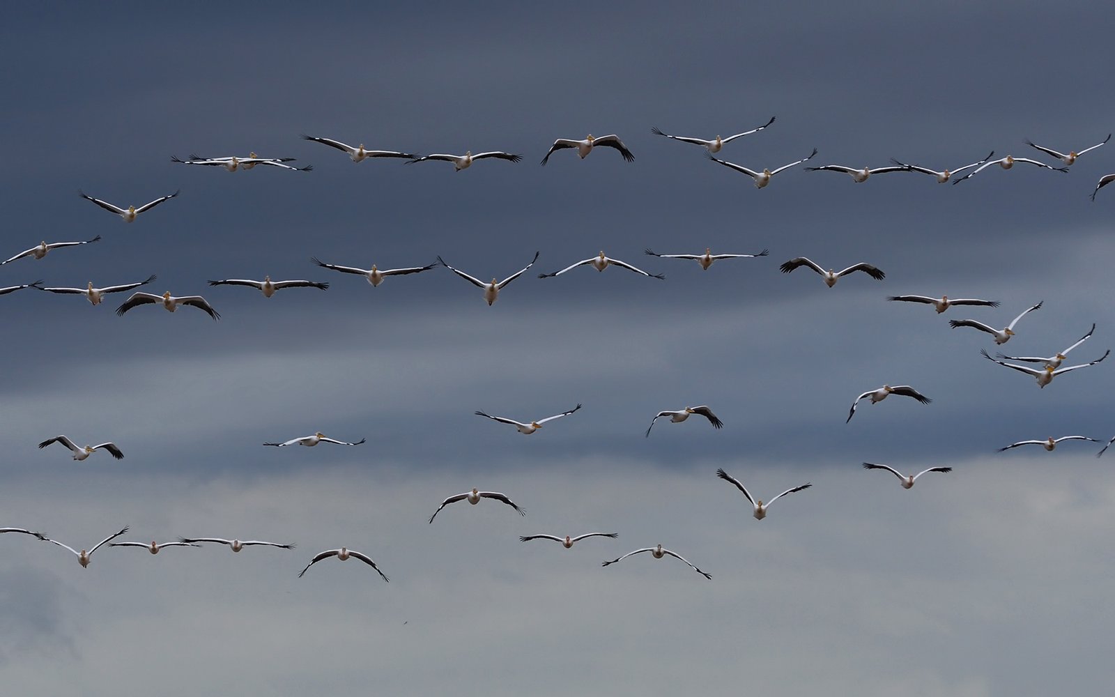 Migrating White Pelicans by Pavel Simeonov